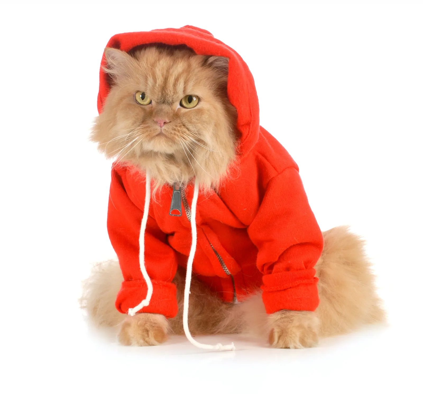 Cats and Clothes – The pros and cons&nbsp;