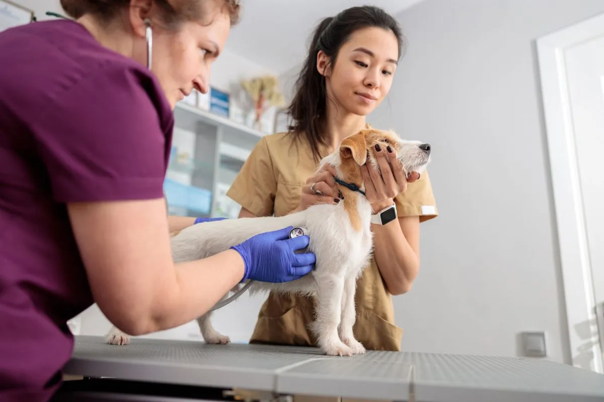Veterinary Communications Online